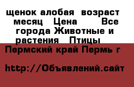 щенок алобая .возраст 1 месяц › Цена ­ 7 - Все города Животные и растения » Птицы   . Пермский край,Пермь г.